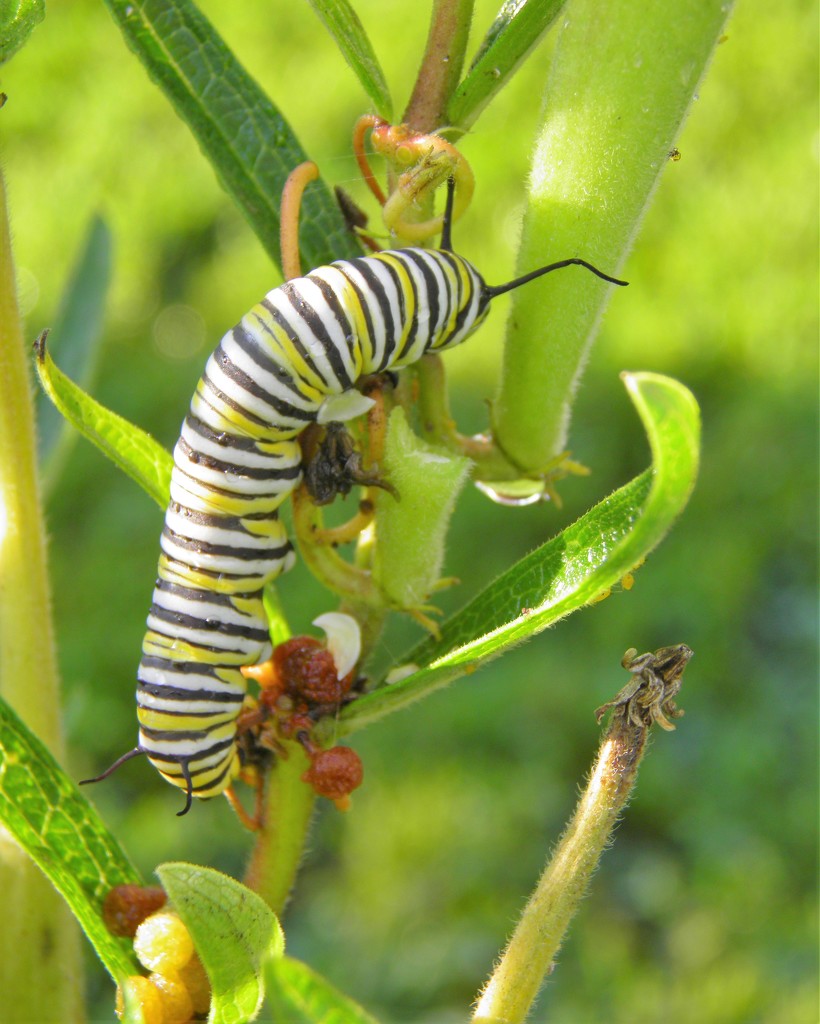 August 17: Monarch Caterpillar by daisymiller