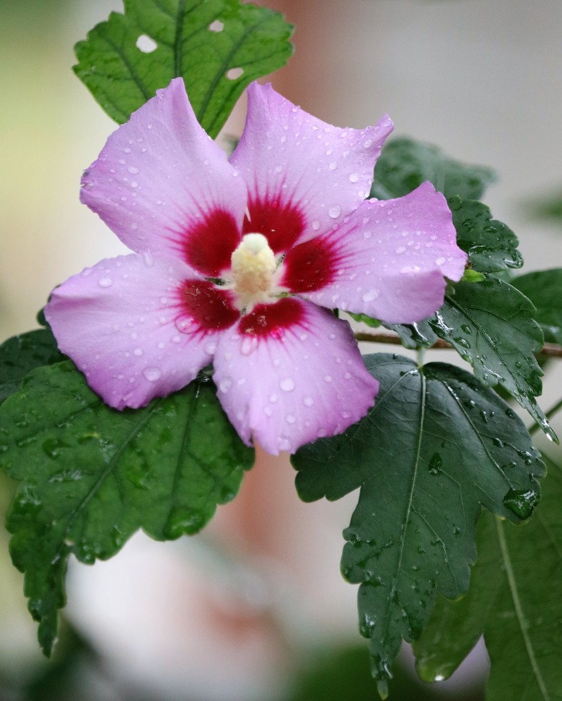 August 15: Rose of Sharon by daisymiller