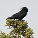 Treetop crow by amyk