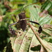 Leaf Footed Bug by cjwhite