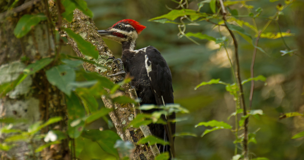 Ye Ole Pileated Woodpecker! by rickster549