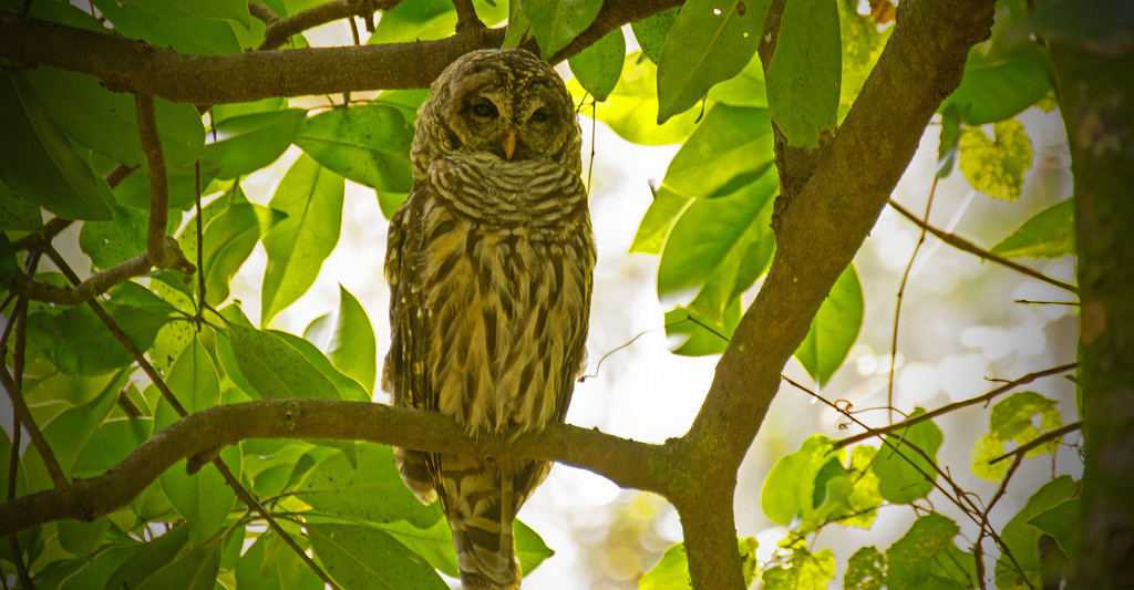 Barred Owl Keeping an Eye Out! by rickster549