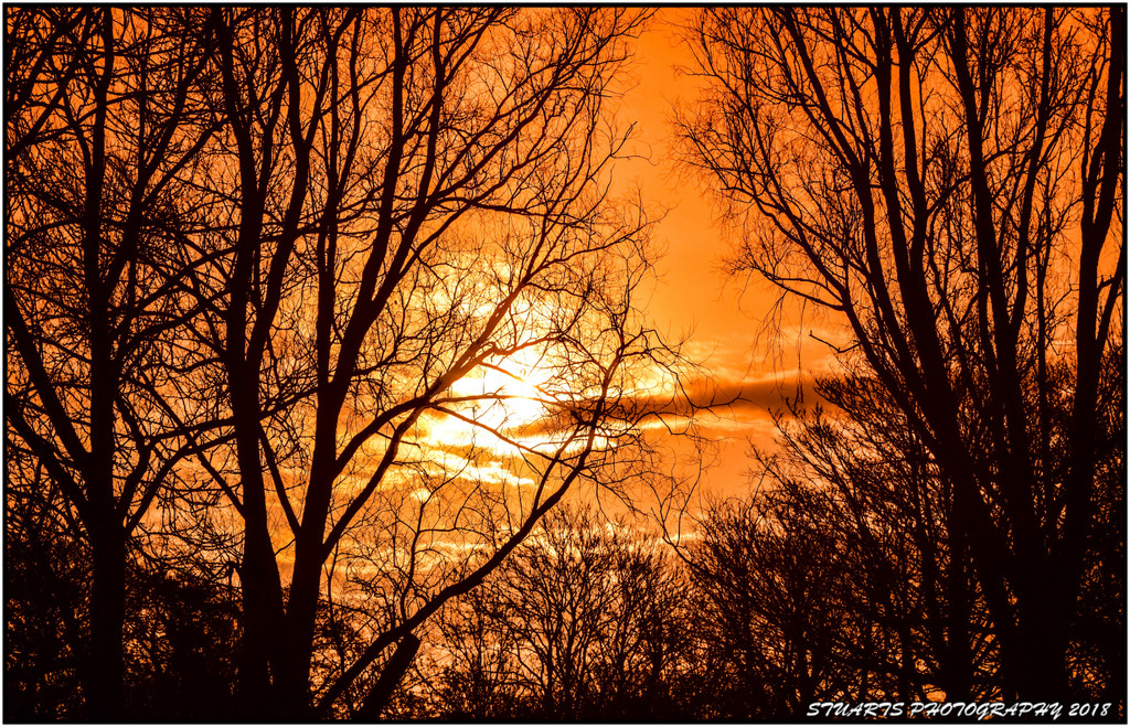 Sunrise through the trees  by stuart46