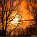 Sunrise through the trees  by stuart46