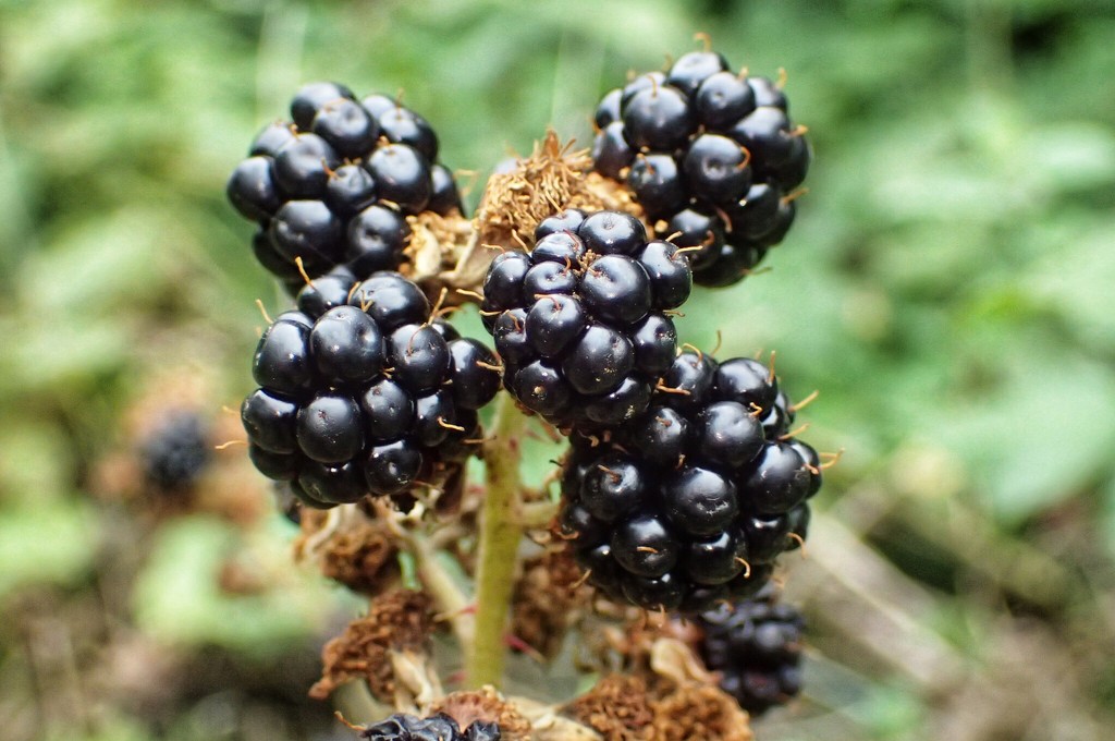 Blackberries by mattjcuk