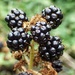 Blackberries by mattjcuk