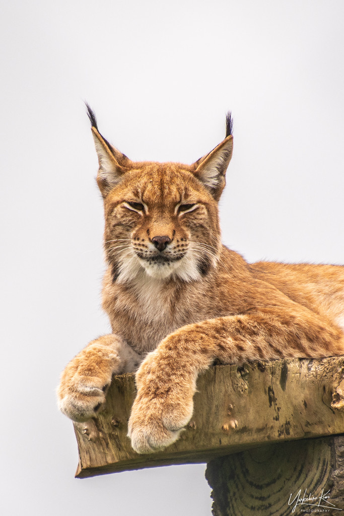 Lynx by yorkshirekiwi