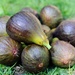 Figs by rosie00