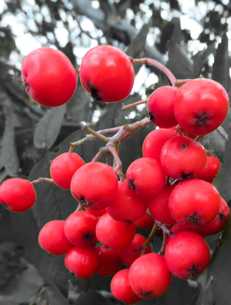 Berries  by lumpiniman