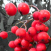 Berries  by lumpiniman