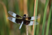 18th Aug 2018 - Dragonfly 