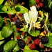 Honeysuckle and blackberries  by s4sayer