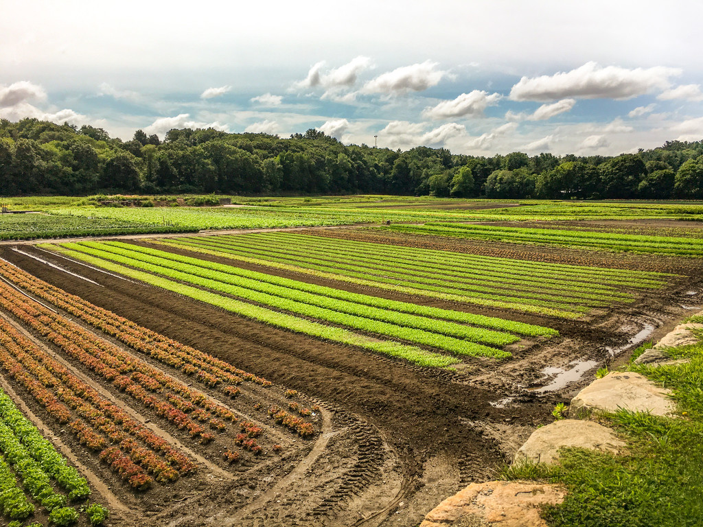 growing fields by jernst1779