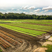 growing fields by jernst1779