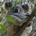 give 365 a wave dear by koalagardens