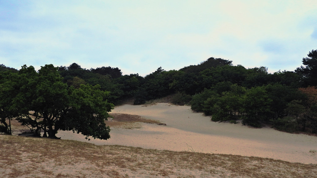 dunes and woods by marijbar