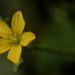 Tiny Yellow flower by rminer