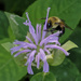 bee and wild bergamot by rminer