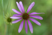 19th Aug 2018 - purple coneflower top view