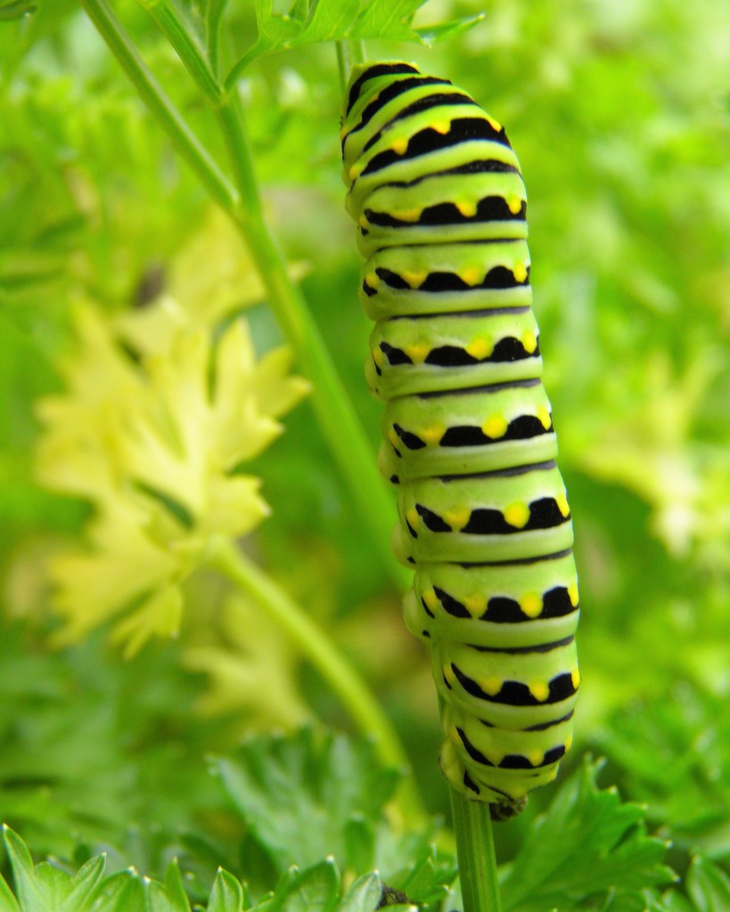 August 19: Swallowtail Caterpillar by daisymiller