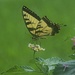 LHG_9951 Swallowtail by rontu