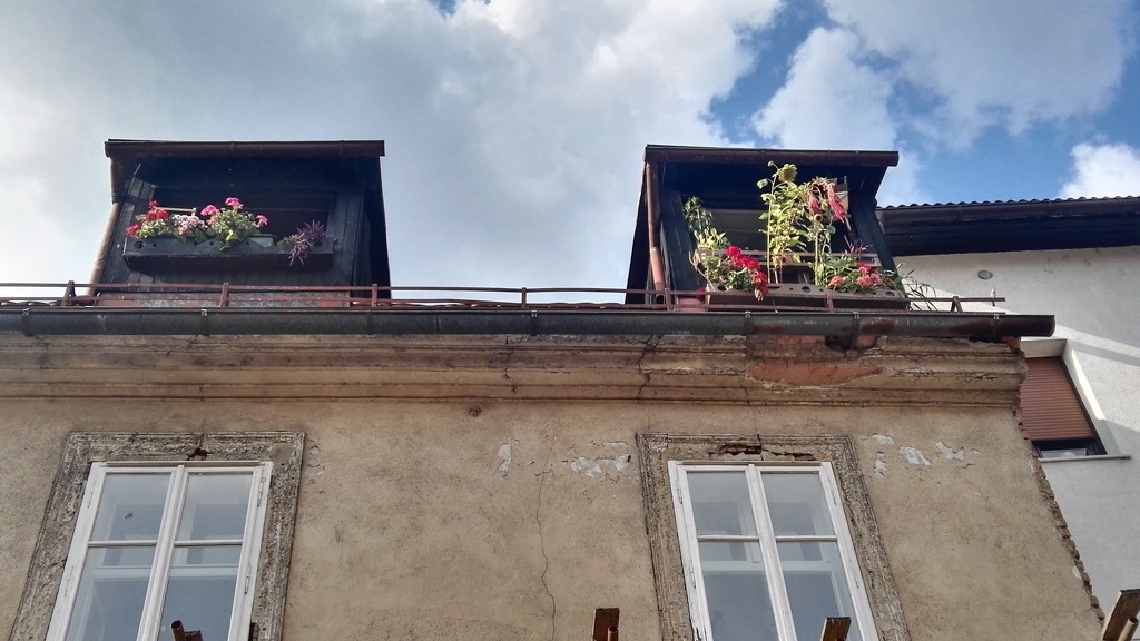 cool window garden 🌸 by zardz