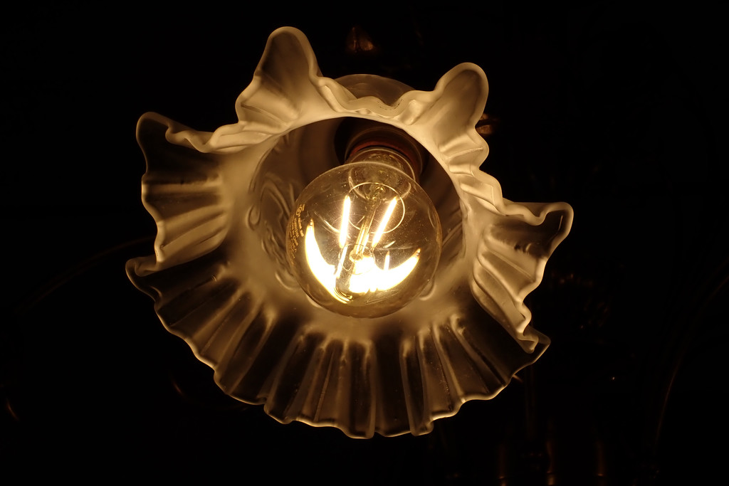 Flower Light by jaybutterfield
