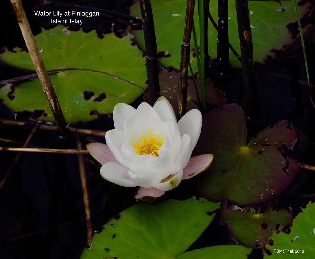 Perfect Water Lily by selkie