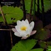 Perfect Water Lily by selkie