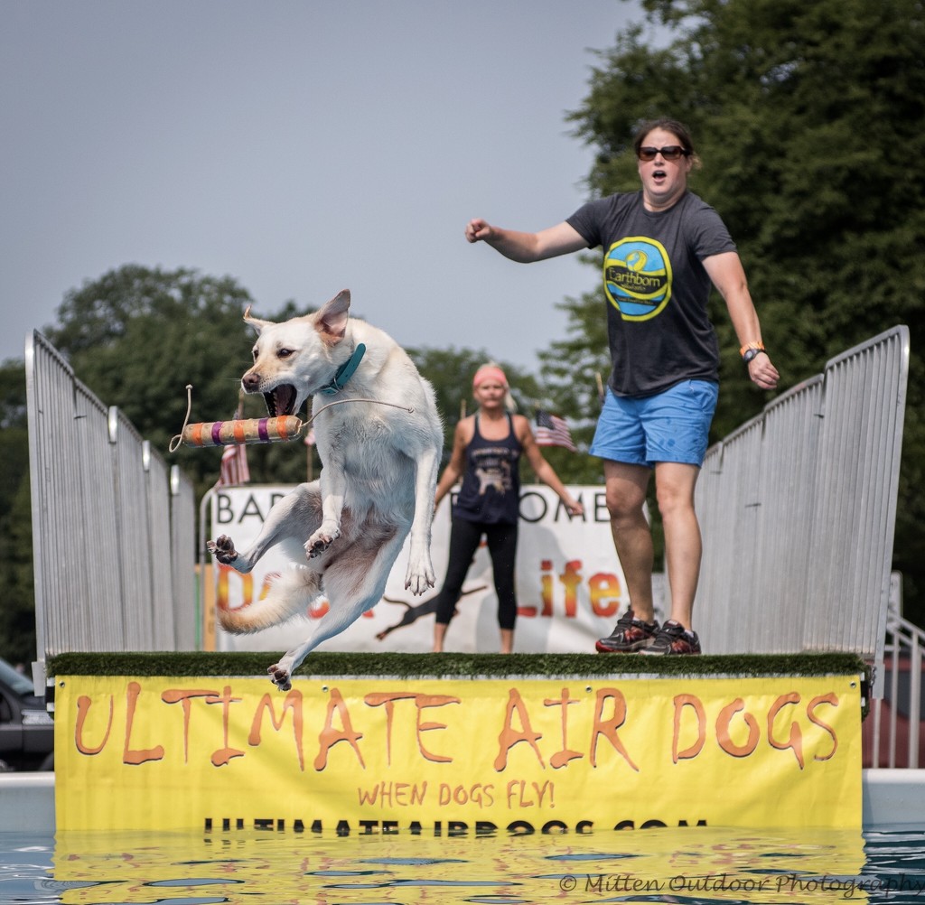 Ultimate Air Dog Competition by dridsdale