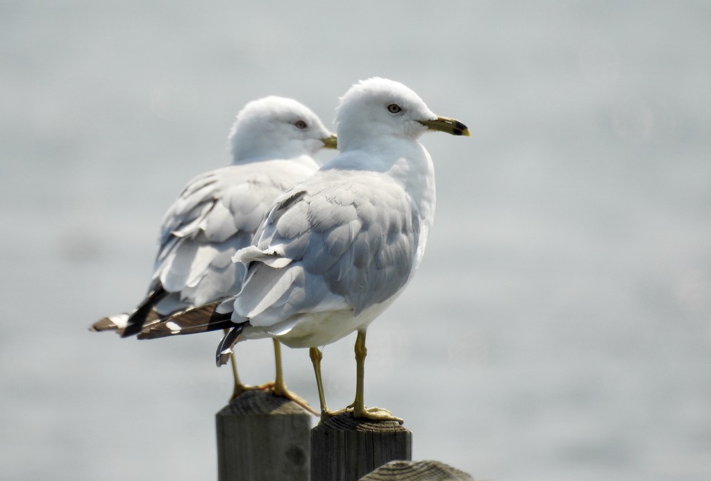 gull twins by amyk