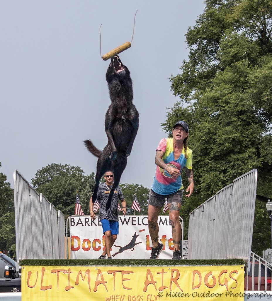 ultimste Air Dog Competition  by dridsdale