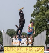 19th Aug 2018 - ultimste Air Dog Competition 