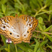 White Peacock Butterfly! by rickster549