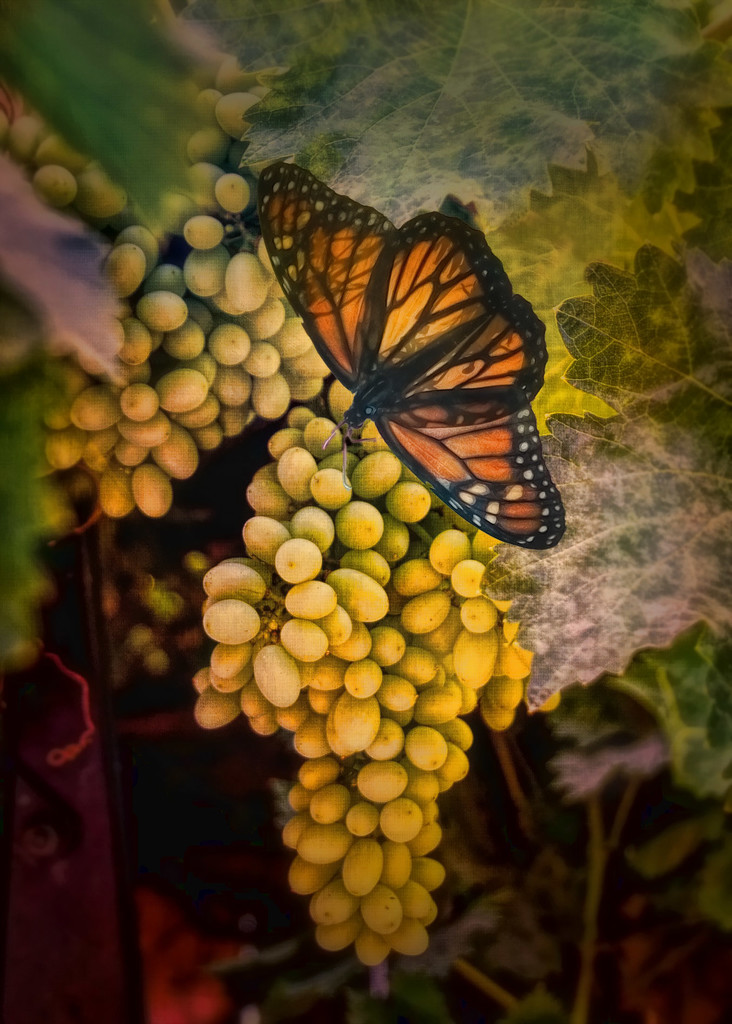 Grapes and Butterfly  by joysfocus