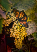 17th Aug 2018 - Grapes and Butterfly 