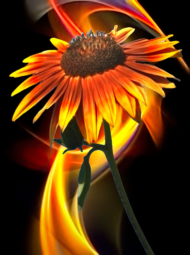 Sunflower  by joysfocus