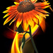 Sunflower  by joysfocus