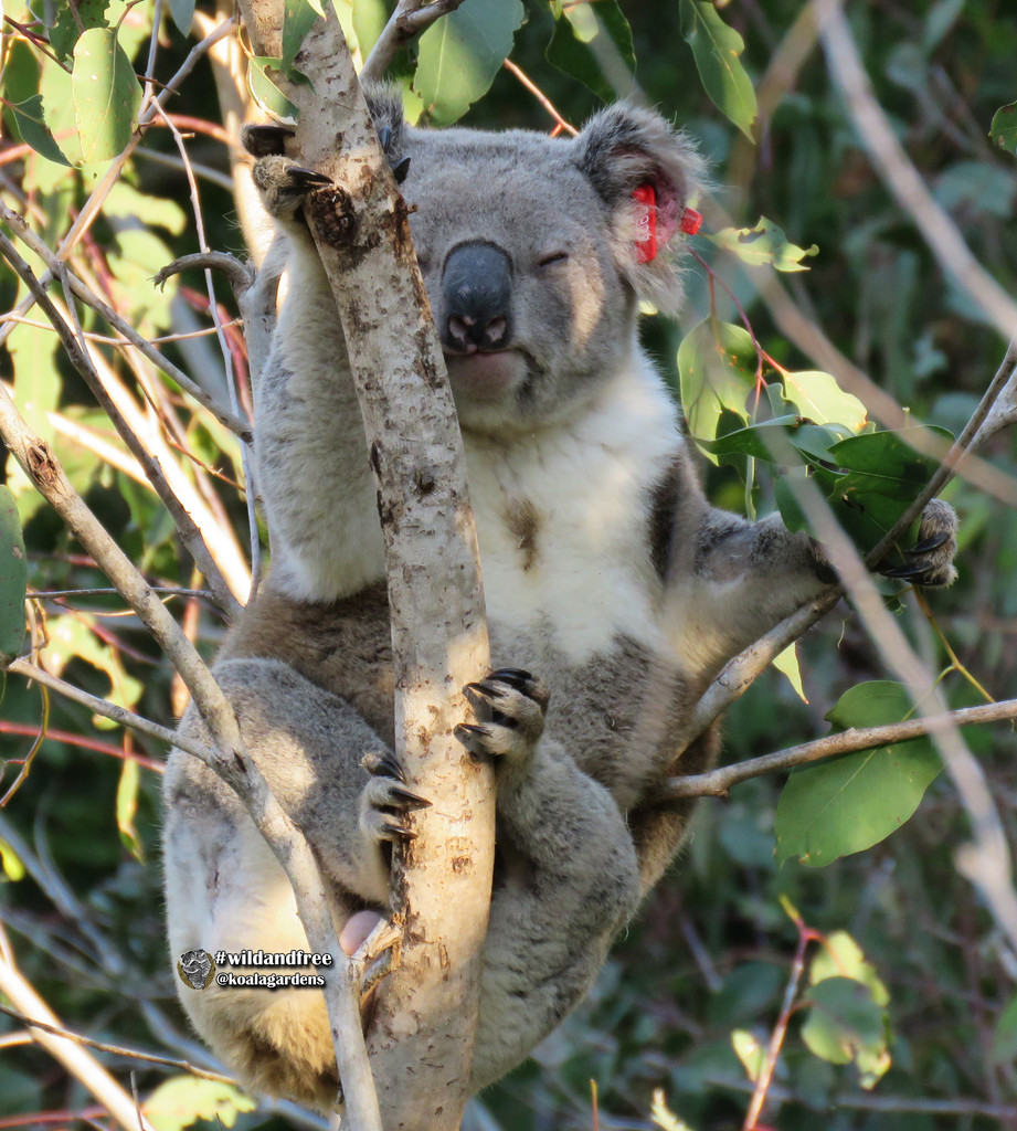 3 weeks healing on by koalagardens