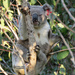 3 weeks healing on by koalagardens