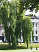 20th Aug 2018 - Tree (Weeping Willow)