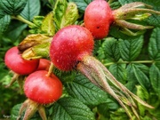20th Aug 2018 - Rosehips