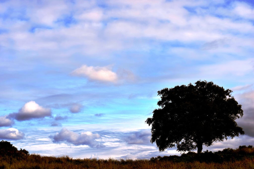 tree and sky by christophercox