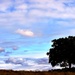 tree and sky by christophercox