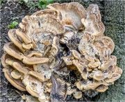 20th Aug 2018 - Giant Polypore Fungi