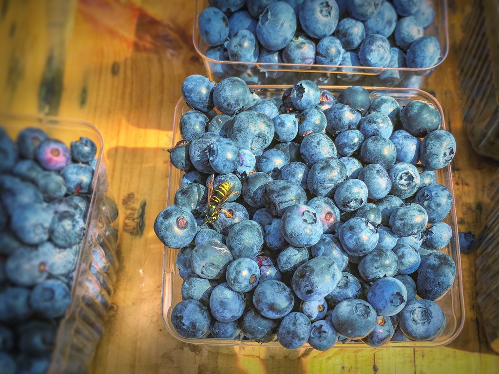 blueberries at the farm stand by jernst1779