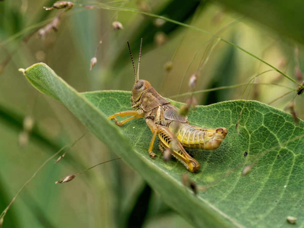 grasshopper on milkweed leaf by rminer