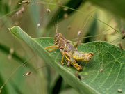 20th Aug 2018 - grasshopper on milkweed leaf