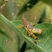 grasshopper on milkweed leaf by rminer