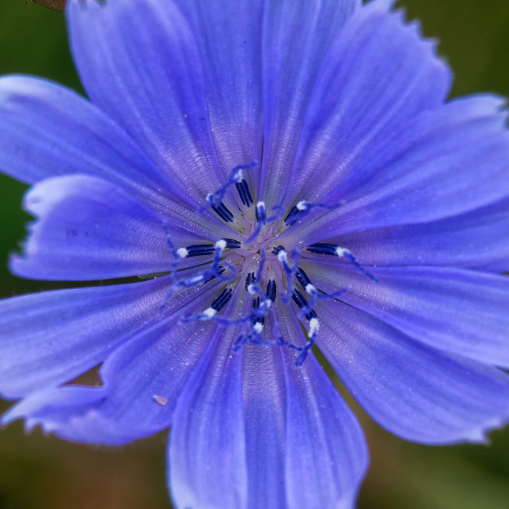 Chicory closeup by rminer